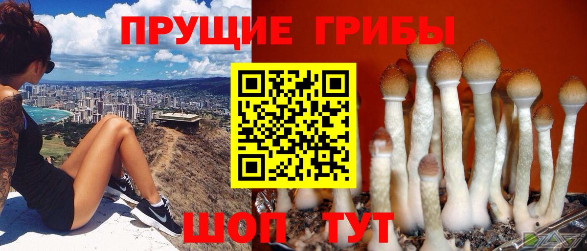 Галлюциногенные грибы Magic Shrooms  Вход с VPN  Назрань  Псилоцибиновые грибы Psilocybe 